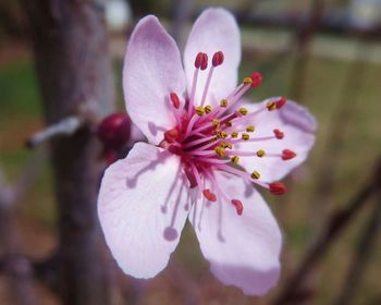 Close-up of pink flower