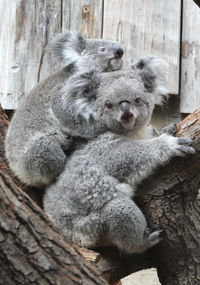koala