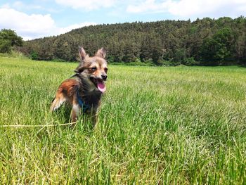 Portrait of dog on field against sky