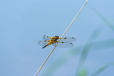 Low angle view of dragonfly on plant against sky