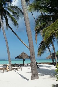 Palm trees on beach