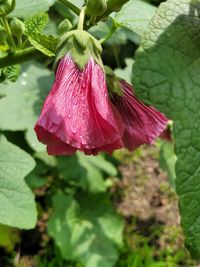 plant