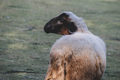 Close-up of a sheep on field