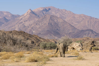 A group of elephants walk in the bed of a river in search of food