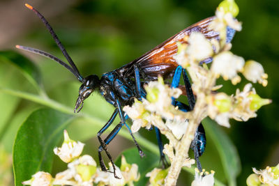 Close-up of butterfly pollinating on flower