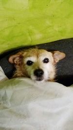 Close-up portrait of dog