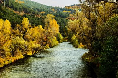 Scenic view of forest during autumn