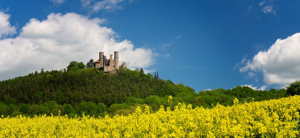Panoramic view of oilseed rape field against sky