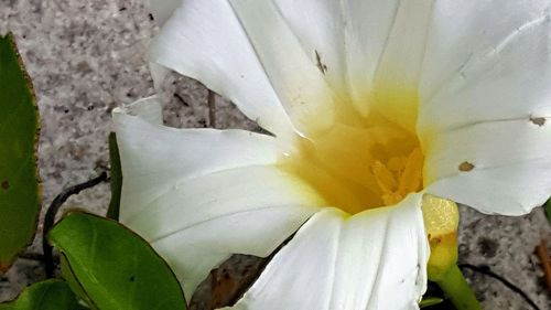 Close-up of white day lily blooming outdoors