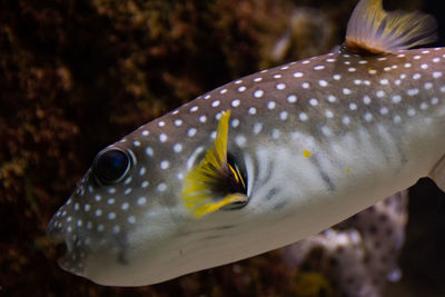 Close-up of fish swimming in sea