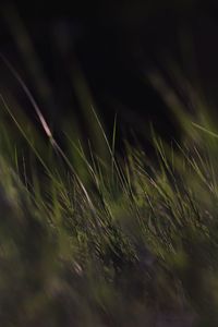 Full frame shot of crops on field