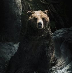 Grizzly bear in a snowy hollow in the forest