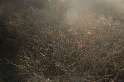 Close-up of dry grass on field