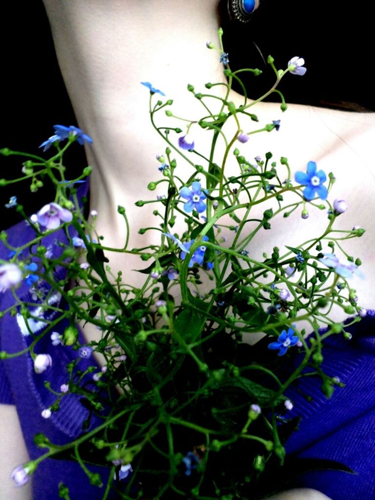 flower, plant, fragility, leaf, growth, blue, freshness, purple, close-up, indoors, petal, nature, stem, green color, blooming, beauty in nature, flower head, in bloom, potted plant, focus on foreground