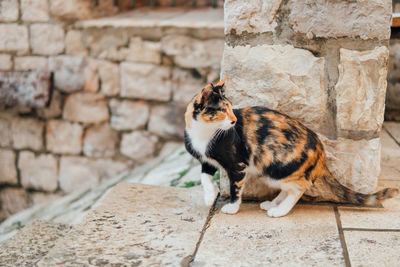 Cat standing on retaining wall