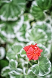 Close-up of red hibiscus blooming outdoors