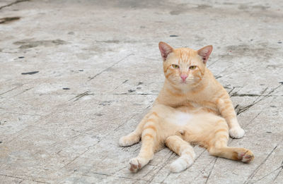 High angle view of cat resting on footpath