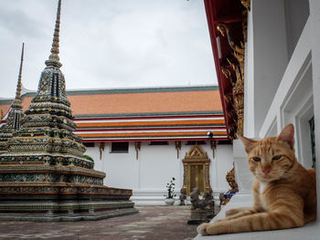 Cat on temple against sky