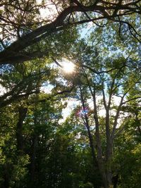 Sun shining through trees