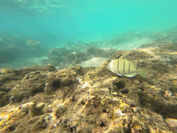 View of an animal swimming in sea