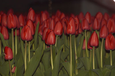 Close-up of red flowers