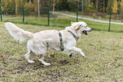 Golden retriever pale young dog is running on the grass