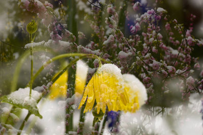 Close-up of fresh white flowering plant