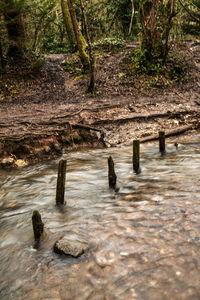 Wooden tree in forest