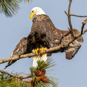 Low angle view of eagle perching on branch