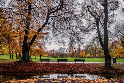 Trees in park during autumn
