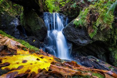 Scenic view of waterfall in forest