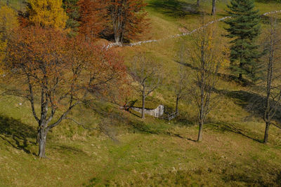 Trees in forest during autumn