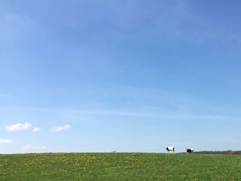 Scenic view of grassy field against sky