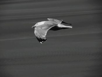 View of seagull flying