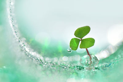 Close-up of water drops on plant