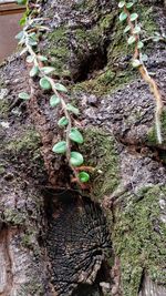 Close-up of tree trunk