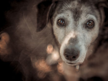 Close-up portrait of dog