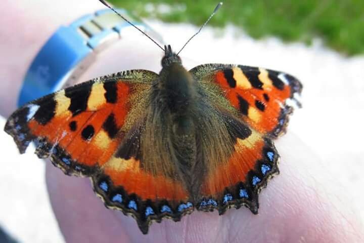 animal themes, animals in the wild, one animal, animal markings, wildlife, insect, butterfly - insect, close-up, natural pattern, focus on foreground, butterfly, animal wing, perching, orange color, nature, beauty in nature, day, outdoors, zoology, no people