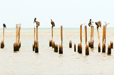 Wooden posts in sea against sky