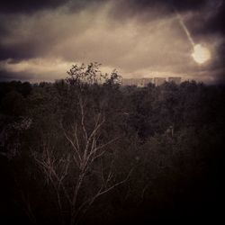 Bare trees against cloudy sky