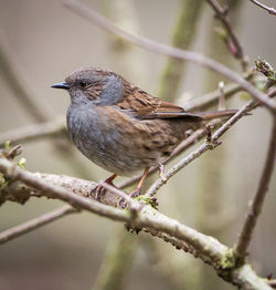 Close-up of bird perching on twigs