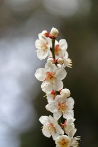 Close-up of white cherry blossom
