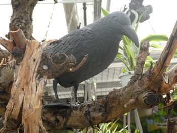 Close-up of bird on tree trunk