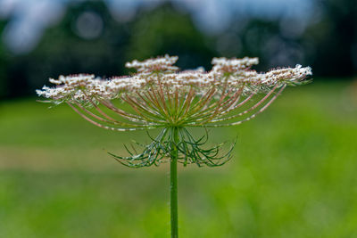plant