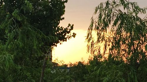 Plants growing on field against sky at sunset
