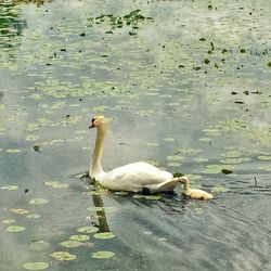 Birds in calm water