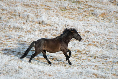 Side view of a horse running on field