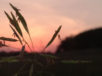 Close-up of plant against blurred background