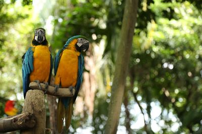 View of a bird perching on branch