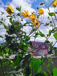 Low angle view of flowers against cloudy sky